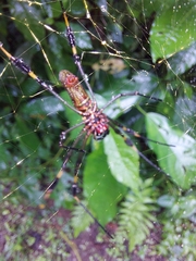 Trichonephila clavipes