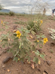 Senna bauhinioides