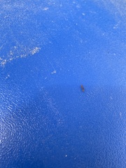 Pseudomyrmex