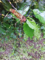 Trichonephila clavipes