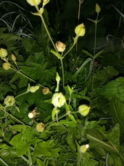 Silene latifolia alba