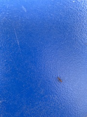 Pseudomyrmex