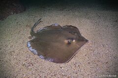 Pearl Whipray photo 5