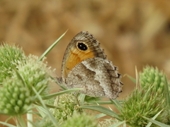 Pyronia cecilia