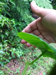 Trichonephila clavipes
