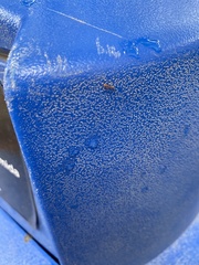 Pseudomyrmex