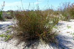 Restio sieberi