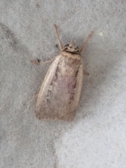 Ochropleura implecta
