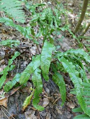 Asplenium scolopendrium