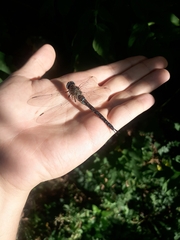 Aeshna mixta