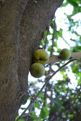 Ficus