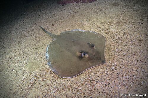 Pearl Stingray (Fontitrygon margaritella) · iNaturalist