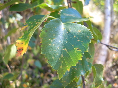 Betulaceae