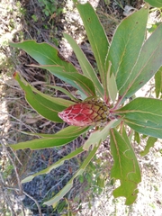 Protea obtusifolia