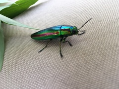 Chrysochroa fulgidissima