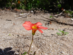Oxalis obtusa