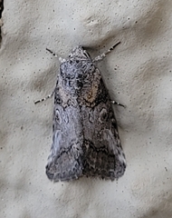 Aleptina inca