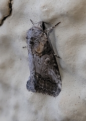 Aleptina inca
