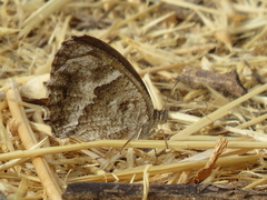 Pyronia cecilia