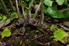 Asarum caudigerum