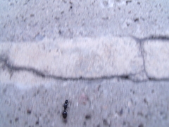 Tetramorium caespitum
