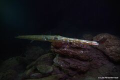 Fistularia tabacaria