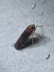 Synecdoche impunctata
