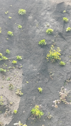 Image of Musschia aurea by (c) Vítor Jorge, some rights reserved (CC BY)
