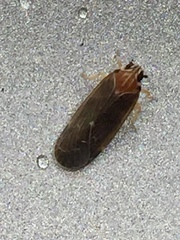 Synecdoche impunctata