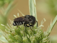 Coelioxys