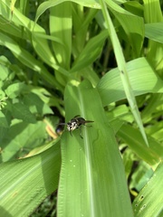 Vespinae