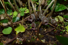 Asarum caudigerum