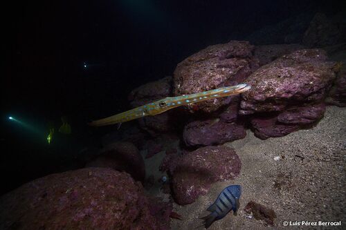 Atlantic Bluespotted Cornetfish