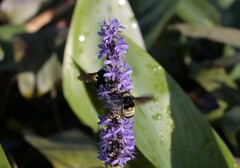 Bombus pensylvanicus