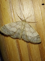 Idaea biselata