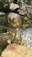 Moraea tripetala