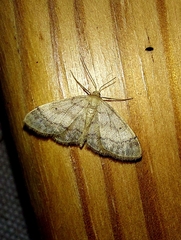 Idaea biselata