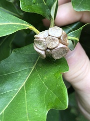 Andricus quercusstrobilanus