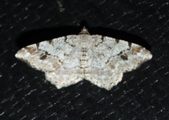 Macaria pinistrobata