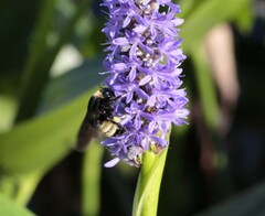Bombus pensylvanicus
