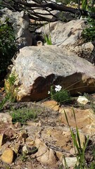 Dimorphotheca pluvialis