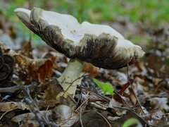 Agaricus placomyces