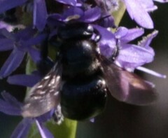 Xylocopa micans