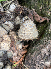 Coprinopsis variegata