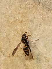 Polistes snelleni