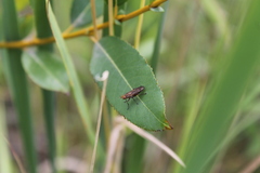 Tetanocera
