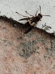 Polistes snelleni