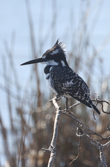 Ceryle rudis rudis