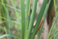 Lestes virens vestalis
