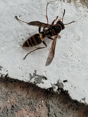 Polistes snelleni